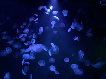 すみだ水族館に投稿された画像（2020/12/23）