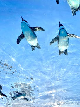 サンシャイン水族館に投稿された画像（2020/12/23）