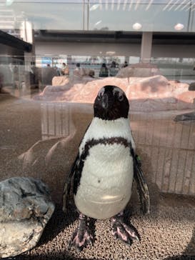 京都水族館に投稿された画像（2020/12/23）