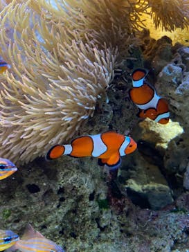 京都水族館に投稿された画像（2020/12/23）