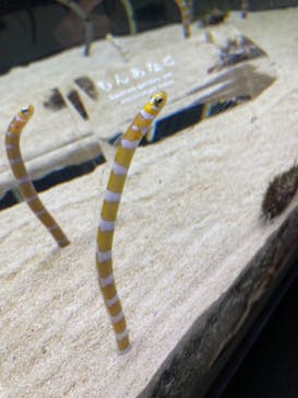 京都水族館に投稿された画像（2020/12/23）