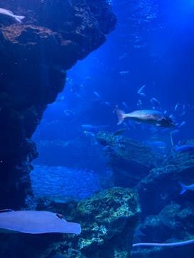 京都水族館に投稿された画像（2020/12/23）