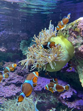 サンシャイン水族館に投稿された画像（2020/12/23）