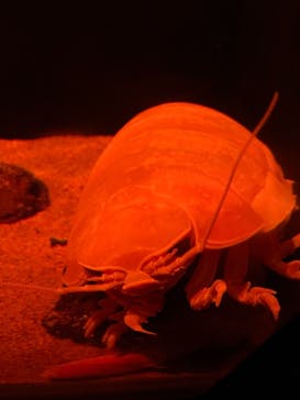 サンシャイン水族館に投稿された画像（2020/12/23）