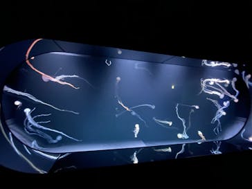 サンシャイン水族館に投稿された画像（2020/12/23）