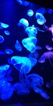 マリンワールド海の中道に投稿された画像（2020/12/23）