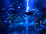 すみだ水族館に投稿された画像（2020/12/23）