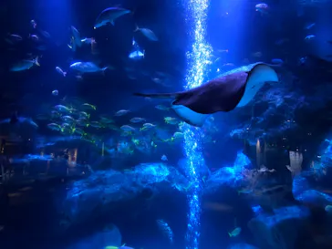 すみだ水族館に投稿された画像（2020/12/23）