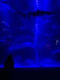 すみだ水族館に投稿された画像（2020/12/23）
