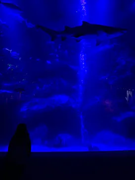 すみだ水族館に投稿された画像（2020/12/23）