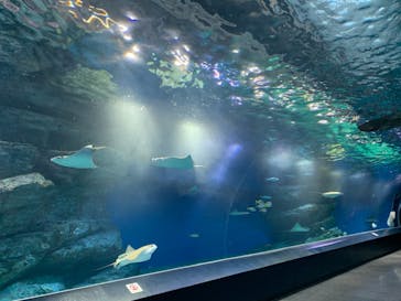 マクセル アクアパーク品川に投稿された画像（2020/12/23）