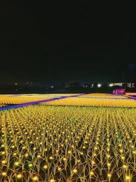 東京メガイルミに投稿された画像（2020/12/23）