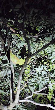 奄美ナイトツアーサービスに投稿された画像（2020/12/23）