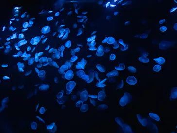 すみだ水族館に投稿された画像（2020/12/23）