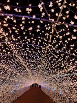 東京メガイルミに投稿された画像（2020/12/23）