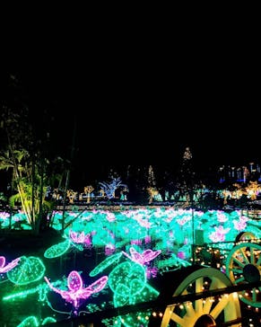 美らヤシパークオキナワ・東南植物楽園に投稿された画像（2020/12/24）