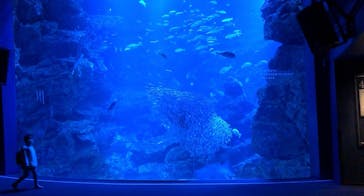 京都水族館に投稿された画像（2020/12/24）
