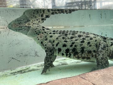 熱川バナナワニ園に投稿された画像（2020/12/24）