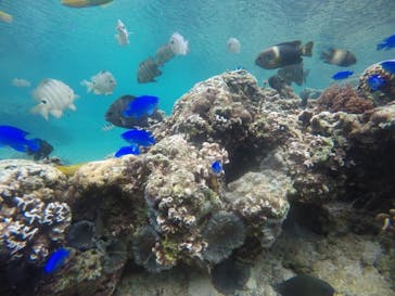 武藤潜水に投稿された画像（2020/12/24）