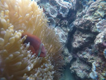 武藤潜水に投稿された画像（2020/12/24）