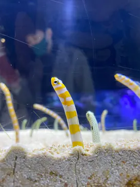 すみだ水族館に投稿された画像（2020/12/24）