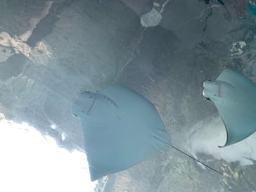 マクセル アクアパーク品川に投稿された画像（2020/12/24）