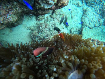 青の洞窟専門店　沖縄ダイビングショップ和に投稿された画像（2020/12/24）