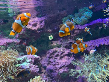 サンシャイン水族館に投稿された画像（2020/12/24）