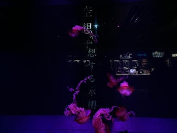 京都水族館に投稿された画像（2020/12/24）