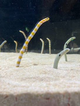 京都水族館に投稿された画像（2020/12/24）