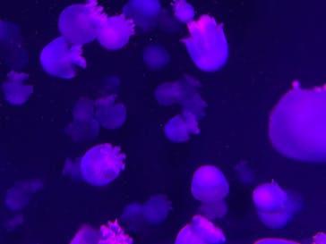 京都水族館に投稿された画像（2020/12/24）