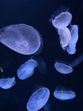 サンシャイン水族館に投稿された画像（2020/12/24）