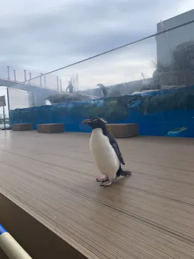 仙台うみの杜水族館に投稿された画像（2020/12/24）