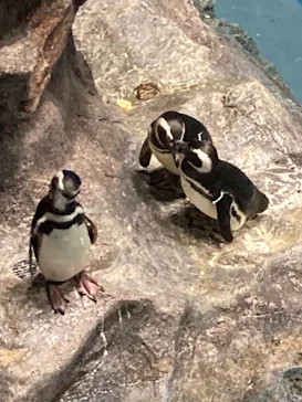 すみだ水族館に投稿された画像（2020/12/24）