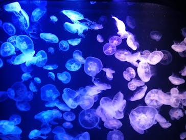 マリンワールド海の中道に投稿された画像（2020/12/24）