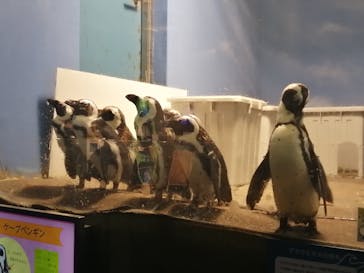 マリンワールド海の中道に投稿された画像（2020/12/24）