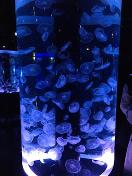 マクセル アクアパーク品川に投稿された画像（2020/12/24）