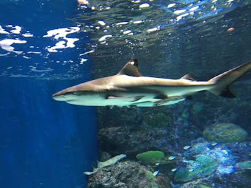 マクセル アクアパーク品川に投稿された画像（2020/12/24）