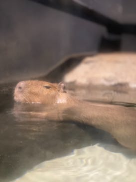 マクセル アクアパーク品川に投稿された画像（2020/12/24）