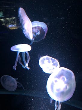 京都水族館に投稿された画像（2020/12/24）