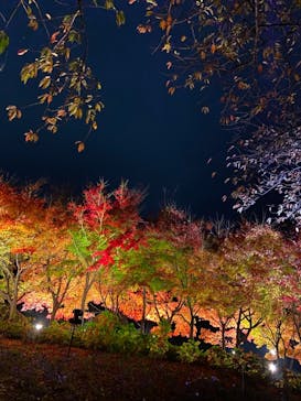 なばなの里に投稿された画像（2020/12/24）