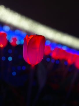 なばなの里に投稿された画像（2020/12/24）