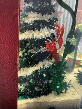 九十九島水族館海きららに投稿された画像（2020/12/24）