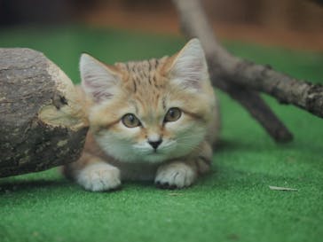 神戸どうぶつ王国に投稿された画像（2020/12/24）