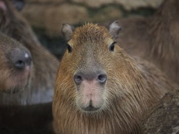 神戸どうぶつ王国に投稿された画像（2020/12/24）