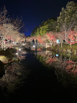 なばなの里に投稿された画像（2020/12/24）