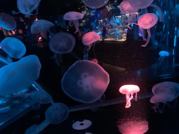 京都水族館に投稿された画像（2020/12/24）