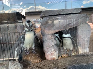 京都水族館に投稿された画像（2020/12/24）