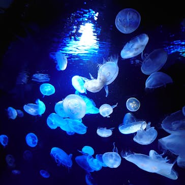 サンシャイン水族館に投稿された画像（2020/12/24）