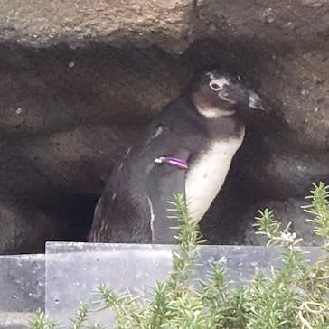 サンシャイン水族館に投稿された画像（2020/12/24）